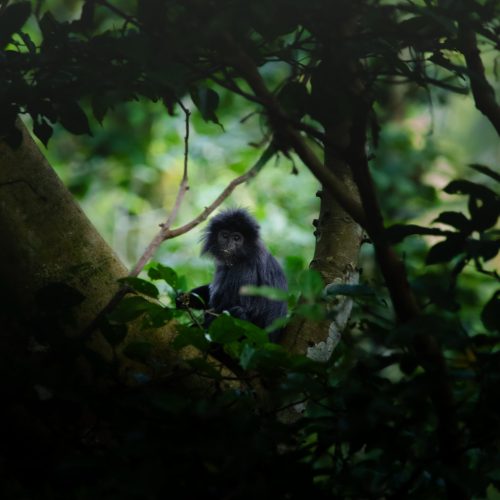 lutung lutung