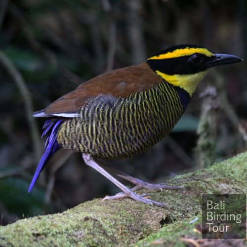 javan banded pitta m javan banded pitta m