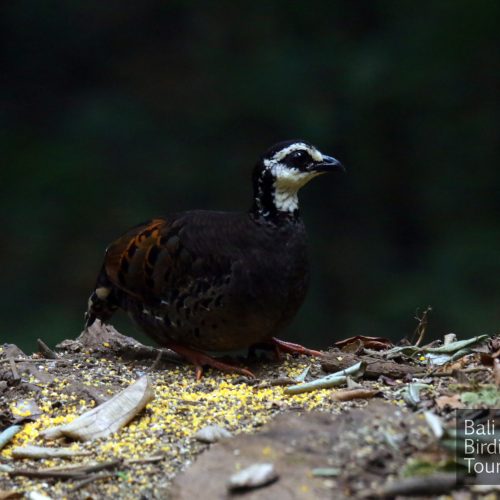 white-faced Patridge white-faced Patridge